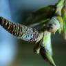 Fotografia 8 da espécie Populus x canadensis do Jardim Botânico UTAD