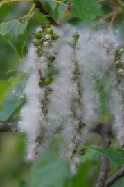 Fotografia da espécie Populus nigra