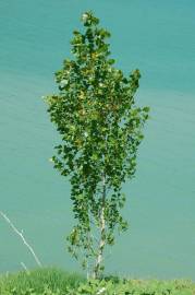 Fotografia da espécie Populus nigra