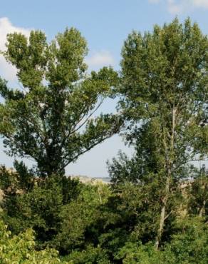 Fotografia 8 da espécie Populus nigra no Jardim Botânico UTAD