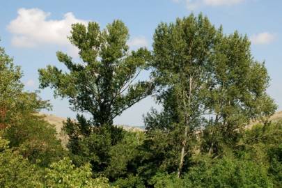 Fotografia da espécie Populus nigra