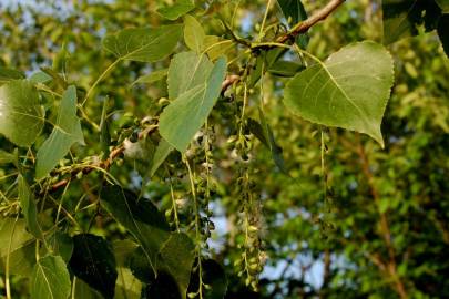 Fotografia da espécie Populus nigra