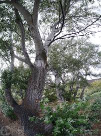 Fotografia da espécie Populus alba