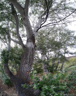 Fotografia 10 da espécie Populus alba no Jardim Botânico UTAD