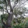 Fotografia 10 da espécie Populus alba do Jardim Botânico UTAD
