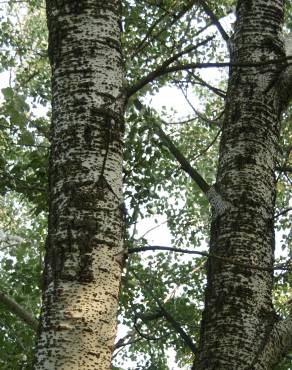 Fotografia 11 da espécie Populus alba no Jardim Botânico UTAD