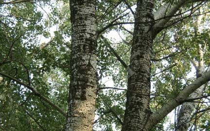 Fotografia da espécie Populus alba