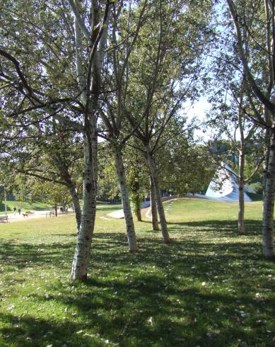 Fotografia de capa Populus alba - do Jardim Botânico