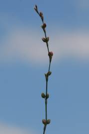 Fotografia da espécie Polygonum bellardii