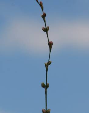 Fotografia 2 da espécie Polygonum bellardii no Jardim Botânico UTAD