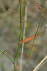 Fotografia da espécie Polygonum bellardii