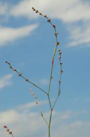 Fotografia da espécie Polygonum bellardii