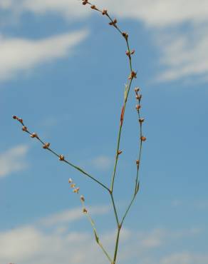 Fotografia 4 da espécie Polygonum bellardii no Jardim Botânico UTAD