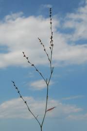 Fotografia da espécie Polygonum bellardii