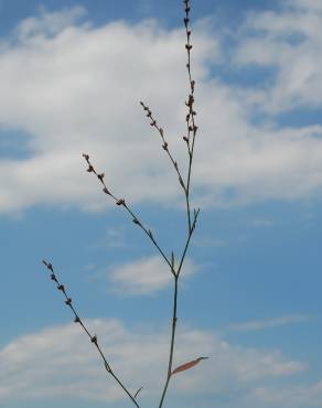 Fotografia 5 da espécie Polygonum bellardii no Jardim Botânico UTAD