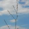 Fotografia 5 da espécie Polygonum bellardii do Jardim Botânico UTAD