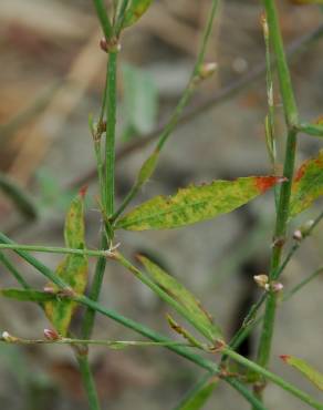 Fotografia 6 da espécie Polygonum bellardii no Jardim Botânico UTAD