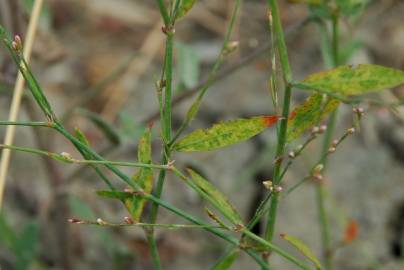 Fotografia da espécie Polygonum bellardii