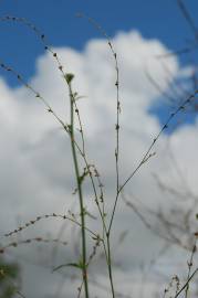 Fotografia da espécie Polygonum bellardii