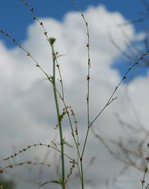 Fotografia 7 da espécie Polygonum bellardii no Jardim Botânico UTAD