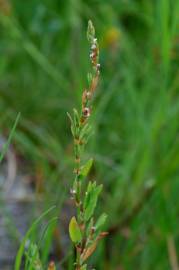 Fotografia da espécie Polygonum bellardii