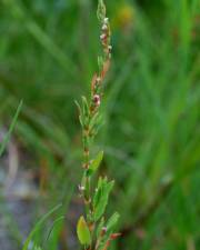 Fotografia da espécie Polygonum bellardii