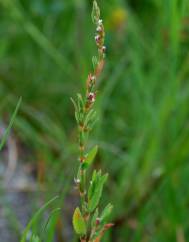 Polygonum bellardii