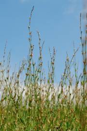 Fotografia da espécie Polygonum bellardii