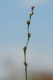 Fotografia da espécie Polygonum bellardii