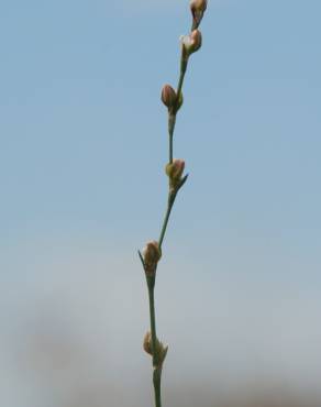 Fotografia 9 da espécie Polygonum bellardii no Jardim Botânico UTAD