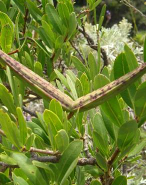 Fotografia 6 da espécie Periploca laevigata no Jardim Botânico UTAD