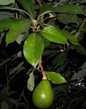Fotografia 6 da espécie Persea americana no Jardim Botânico UTAD