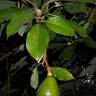 Fotografia 6 da espécie Persea americana do Jardim Botânico UTAD