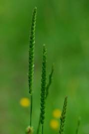 Fotografia da espécie Cynosurus cristatus