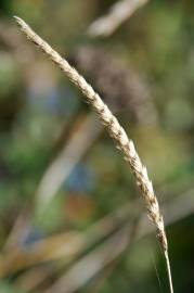 Fotografia da espécie Cynosurus cristatus