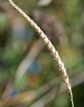 Fotografia 7 da espécie Cynosurus cristatus no Jardim Botânico UTAD