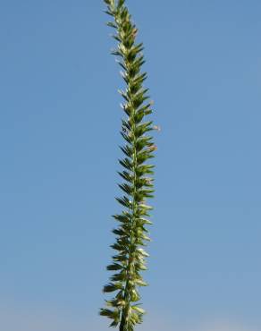 Fotografia 1 da espécie Cynosurus cristatus no Jardim Botânico UTAD