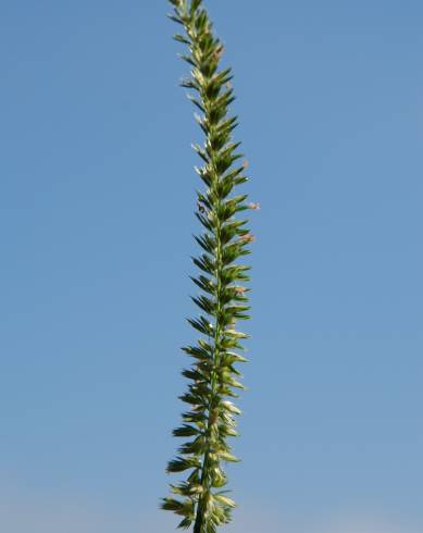 Fotografia de capa Cynosurus cristatus - do Jardim Botânico