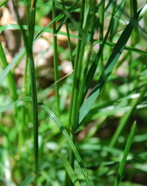 Fotografia 12 da espécie Cynosurus cristatus no Jardim Botânico UTAD