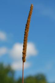 Fotografia da espécie Cynosurus cristatus