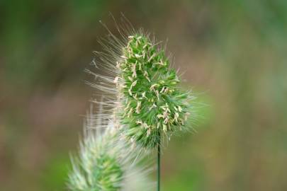 Fotografia da espécie Cynosurus echinatus