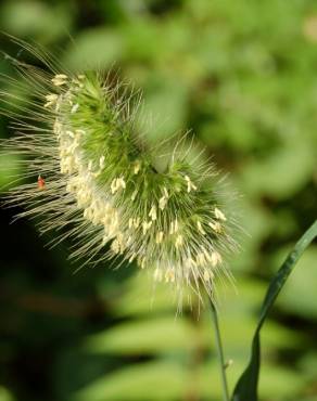 Fotografia 5 da espécie Cynosurus echinatus no Jardim Botânico UTAD