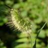 Fotografia 5 da espécie Cynosurus echinatus do Jardim Botânico UTAD