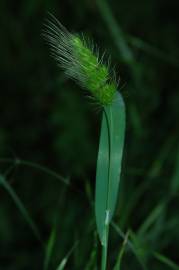 Fotografia da espécie Cynosurus echinatus