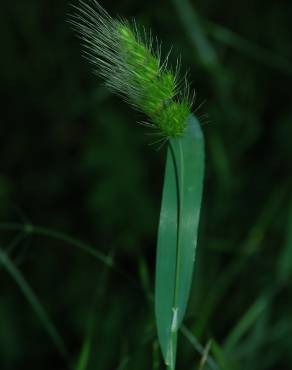 Fotografia 7 da espécie Cynosurus echinatus no Jardim Botânico UTAD