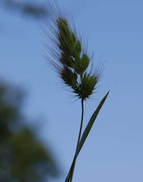 Fotografia 8 da espécie Cynosurus echinatus no Jardim Botânico UTAD