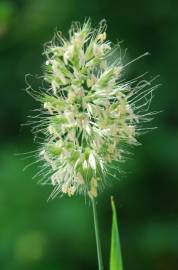 Fotografia da espécie Cynosurus echinatus