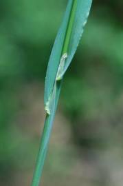 Fotografia da espécie Cynosurus echinatus