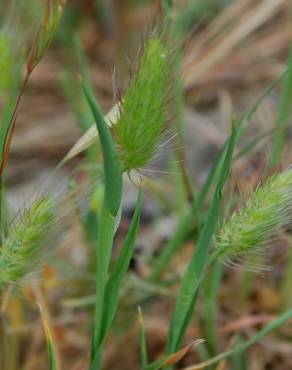 Fotografia 11 da espécie Cynosurus echinatus no Jardim Botânico UTAD