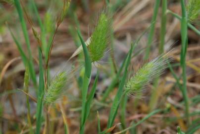 Fotografia da espécie Cynosurus echinatus